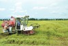 Đưa cơ giới vào thu hoạch, nâng cao hiệu quả sản xuất lúa ở Hải Lăng​