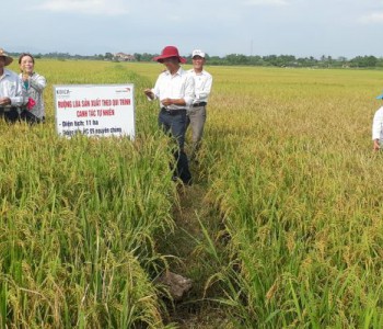 Cánh đồng lúa hữu cơ của HTX Nông sản sạch canh tác tự nhiên Triệu Phong