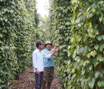 Ông Trần Hà (bên trái) hướng dẫn kỹ thuật chăm sóc cây hồ tiêu cho nông dân -Ảnh: ANH VŨ