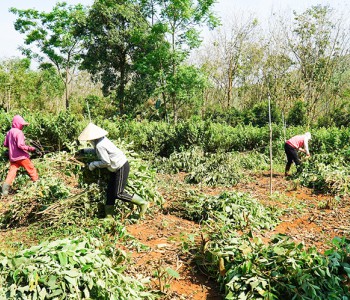 Người dân xã Cam Chính, huyện Cam Lộ thu hoạch cây an xoa -Ảnh: T.T