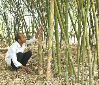 Khuyến khích các chủ thể mới tham gia chương trình OCOP