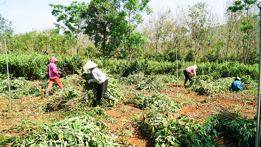 Người dân xã Cam Chính, huyện Cam Lộ thu hoạch cây an xoa -Ảnh: T.T