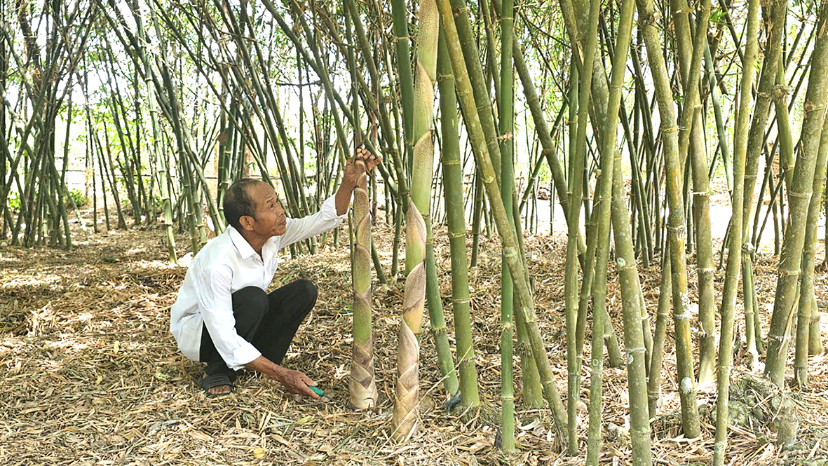 Trồng cây mét làm nguyên liệu sản xuất măng chua giúp gia đình ông Lê Quốc Linh, thôn An Thái, xã Cam Tuyền, huyện Cam Lộ có thêm nguồn thu nhập - Ảnh: T.T